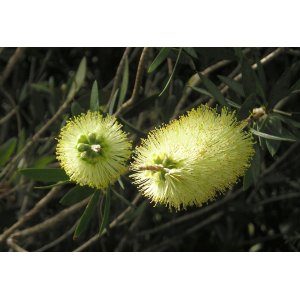 Tyčinkovec (Callistemon pallidus) ´BIANCO´ - výška 50-70 cm, kont. C7L, biely